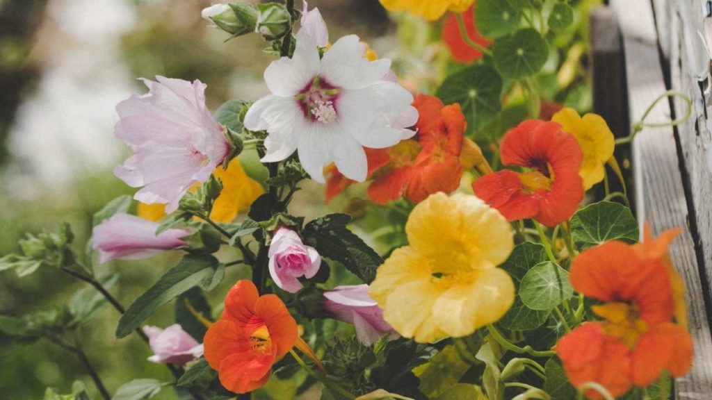 nasturtiums edible flower benefits