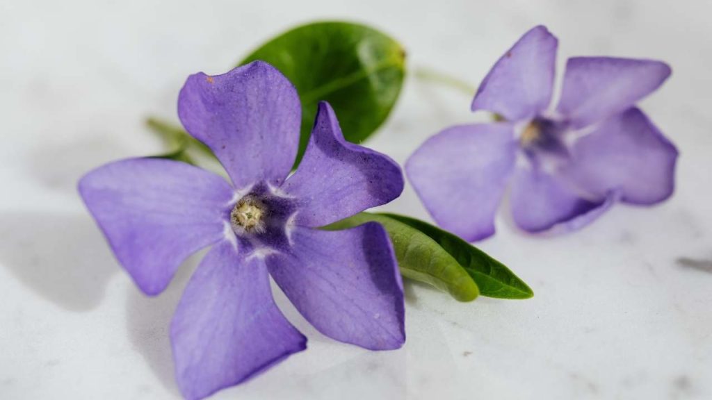 list of edible flowers and their benefits